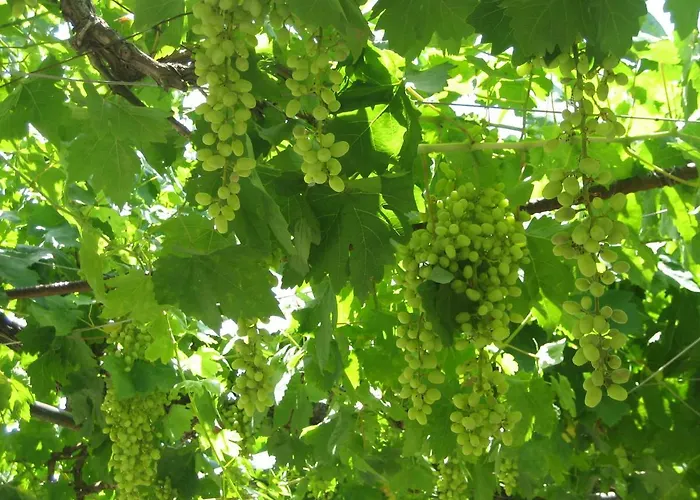 Case de vacanță Ktima Ellopia