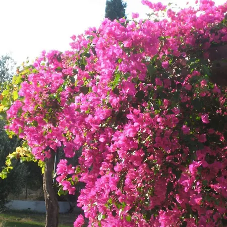 Ktima Ellopia * Kolymbia