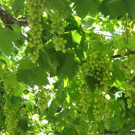 Casa de Férias Ktima Ellopia