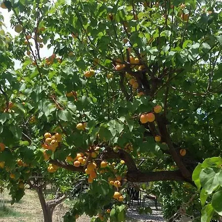 Ktima Ellopia *