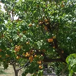 Ktima Ellopia *