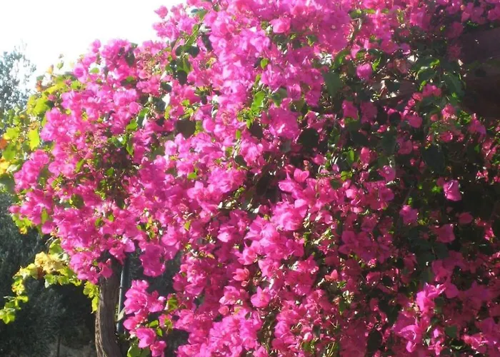 Ktima Ellopia * Kolymbia